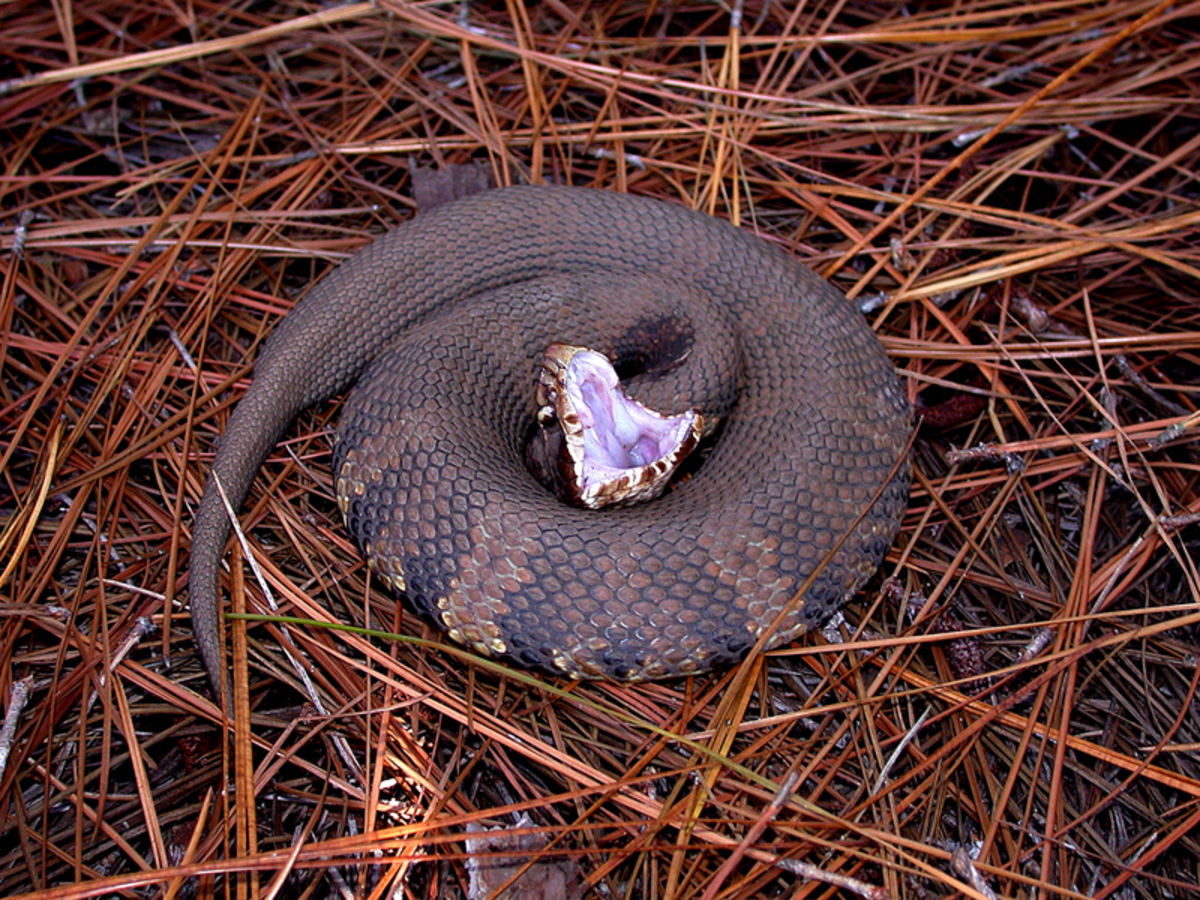 Dangerous or Not? Identifying Venomous Snakes in the US Owlcation