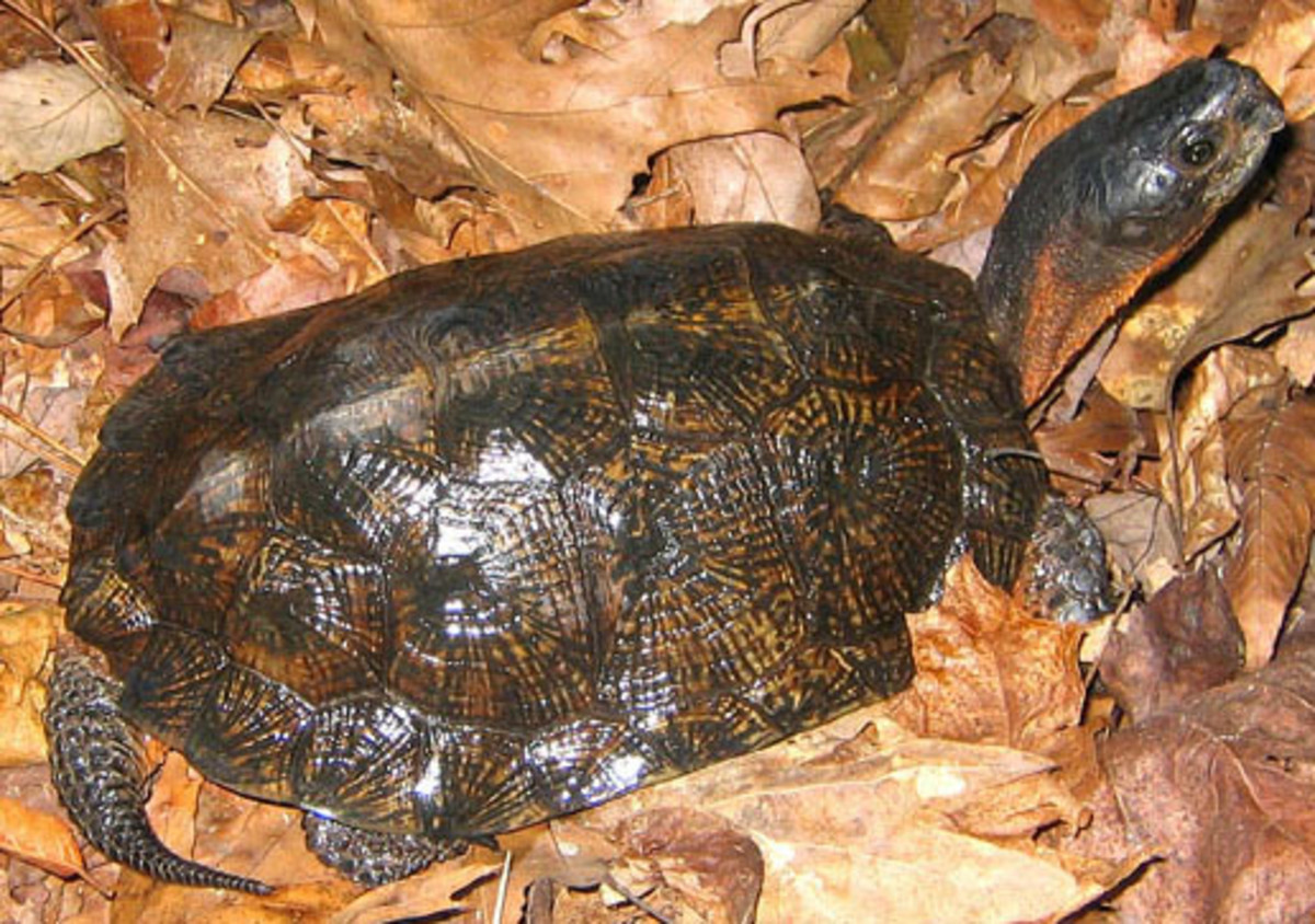 The North American Wood Turtle Glyptemys insculpta, could be the most