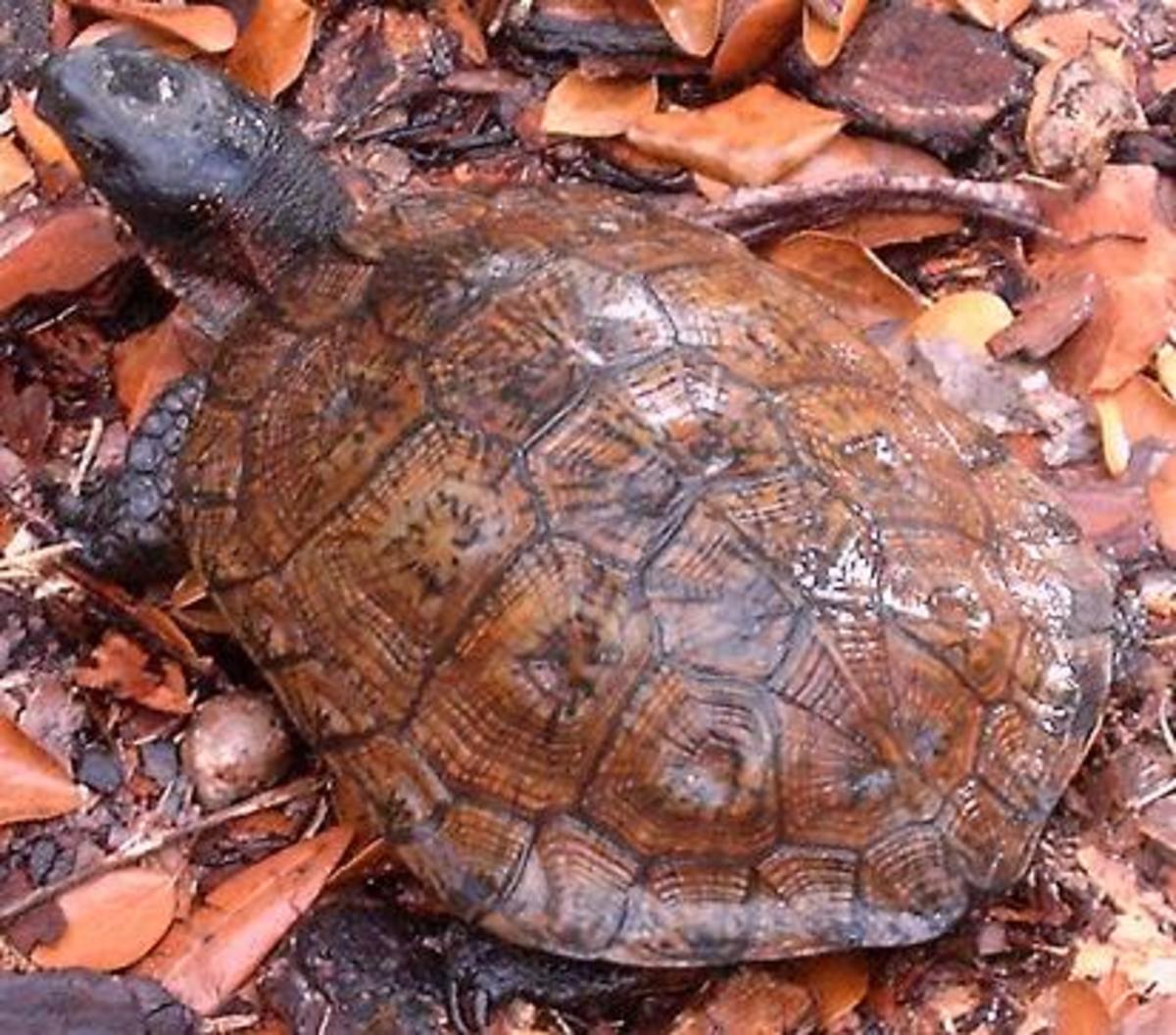 The North American Wood Turtle Glyptemys insculpta, could be the most