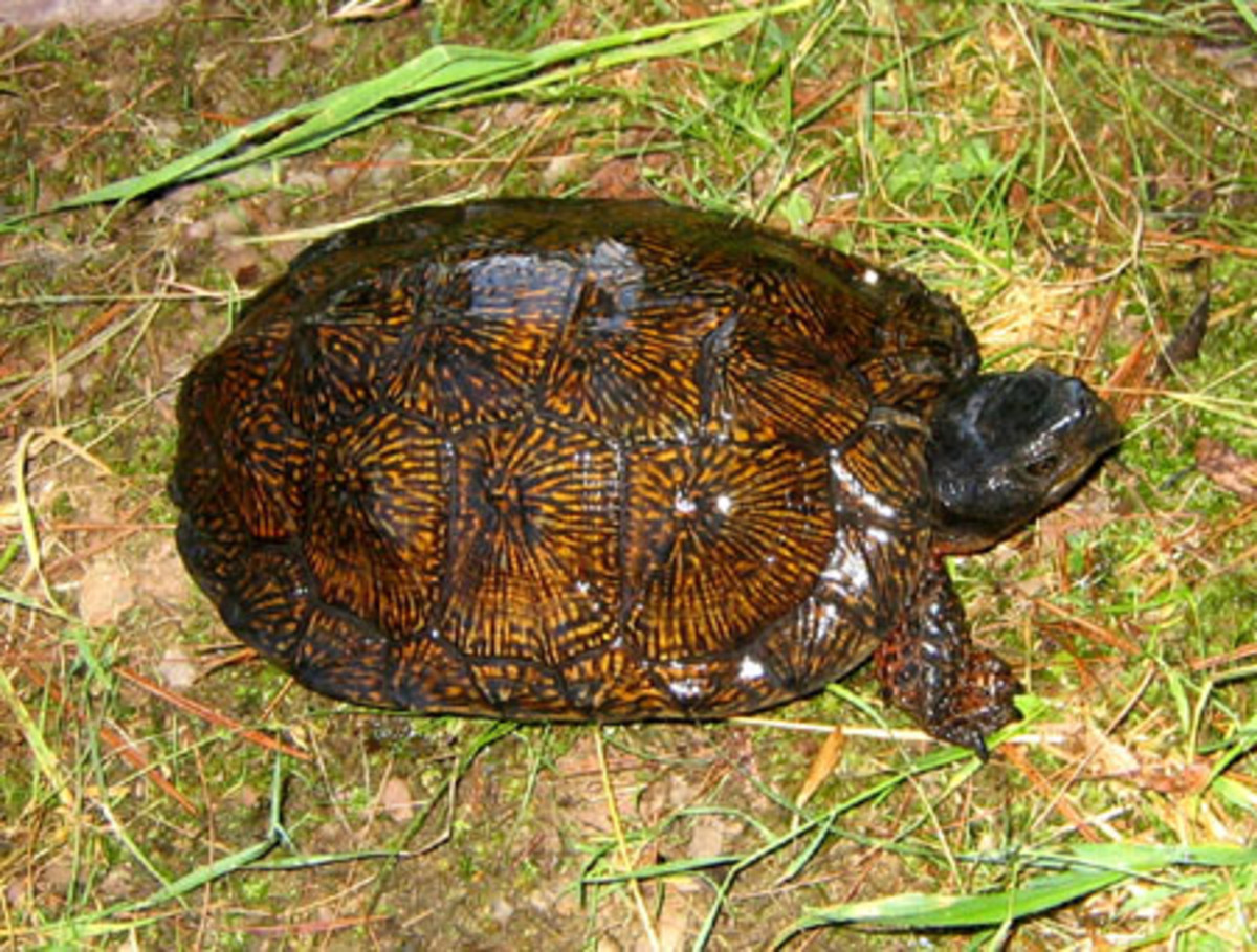 The North American Wood Turtle Glyptemys insculpta, could be the most