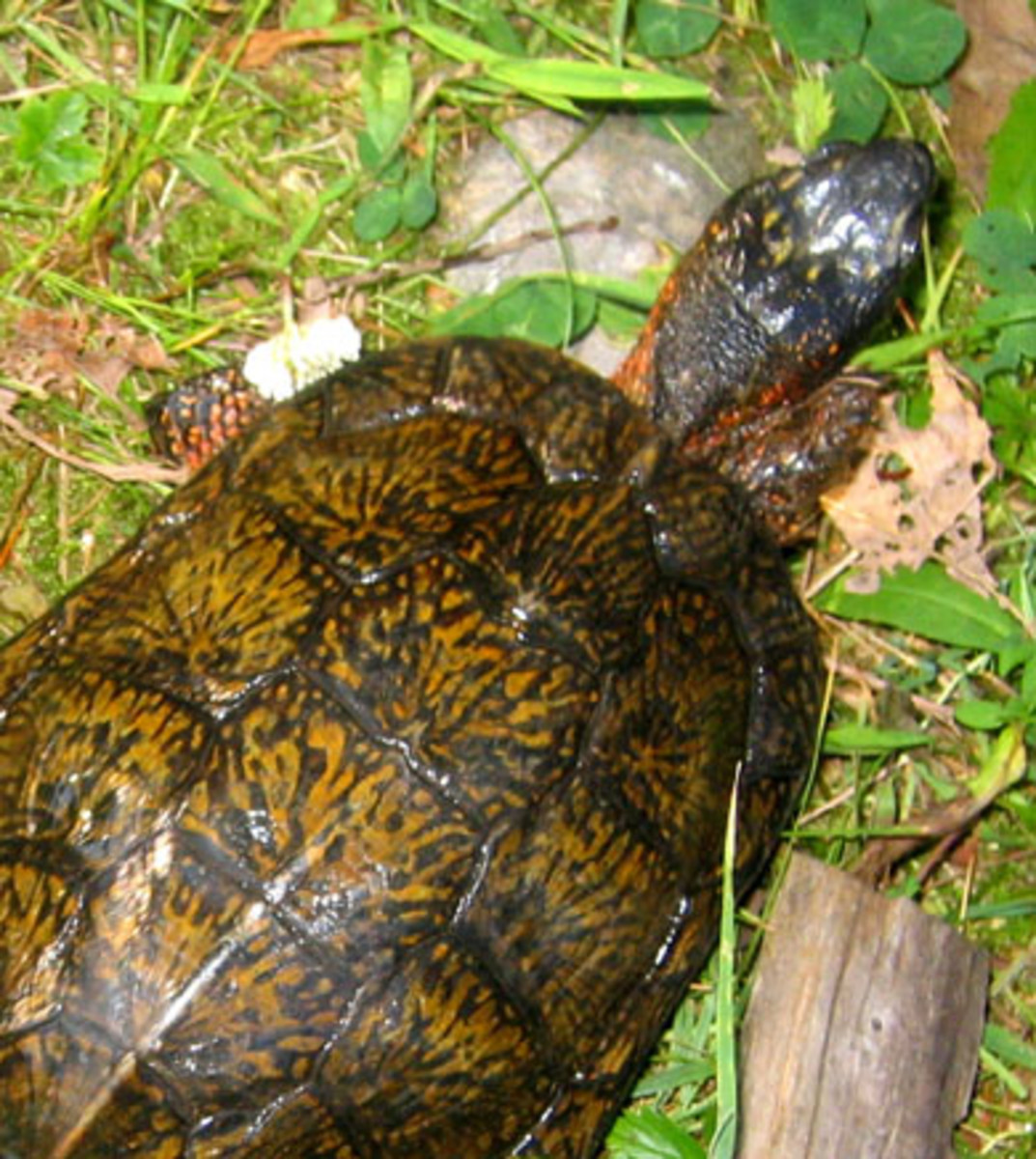 The North American Wood Turtle Glyptemys insculpta, could be the most