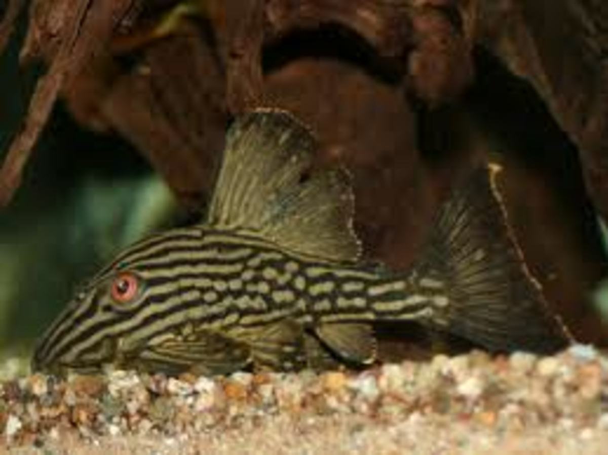 How to Choose the Right Plecostomus (Pleco) PetHelpful