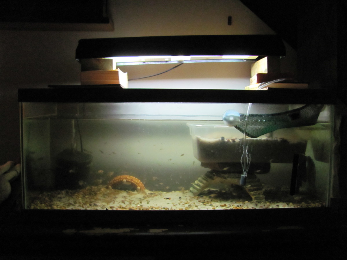 How to Set Up an Aquarium for a Baby Soft Shell Turtle PetHelpful