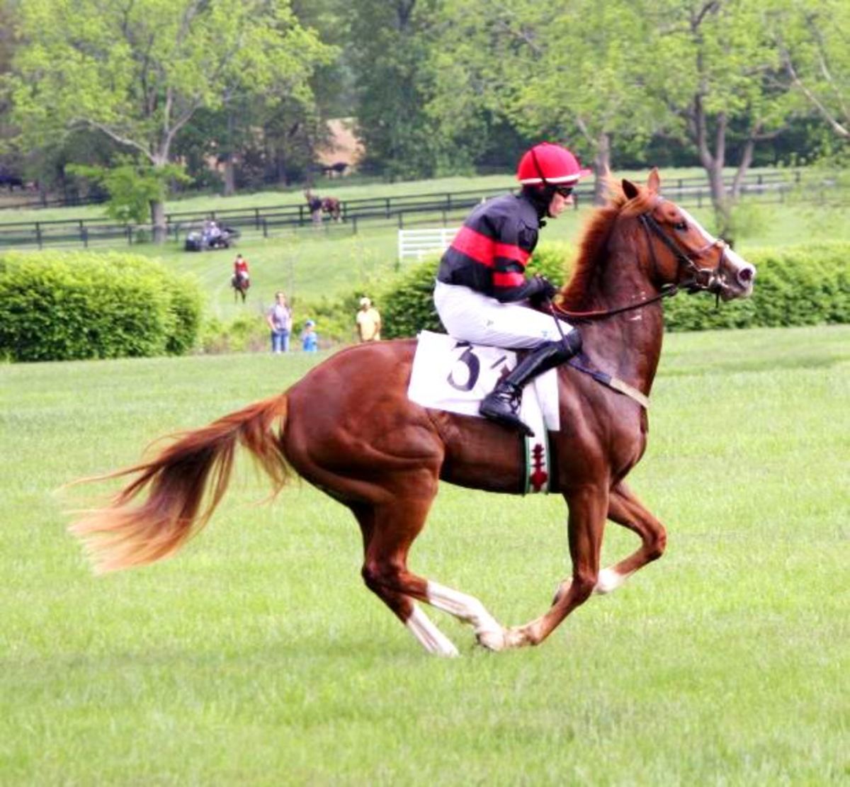 Types of Horse Paces and Horse Gaits HubPages