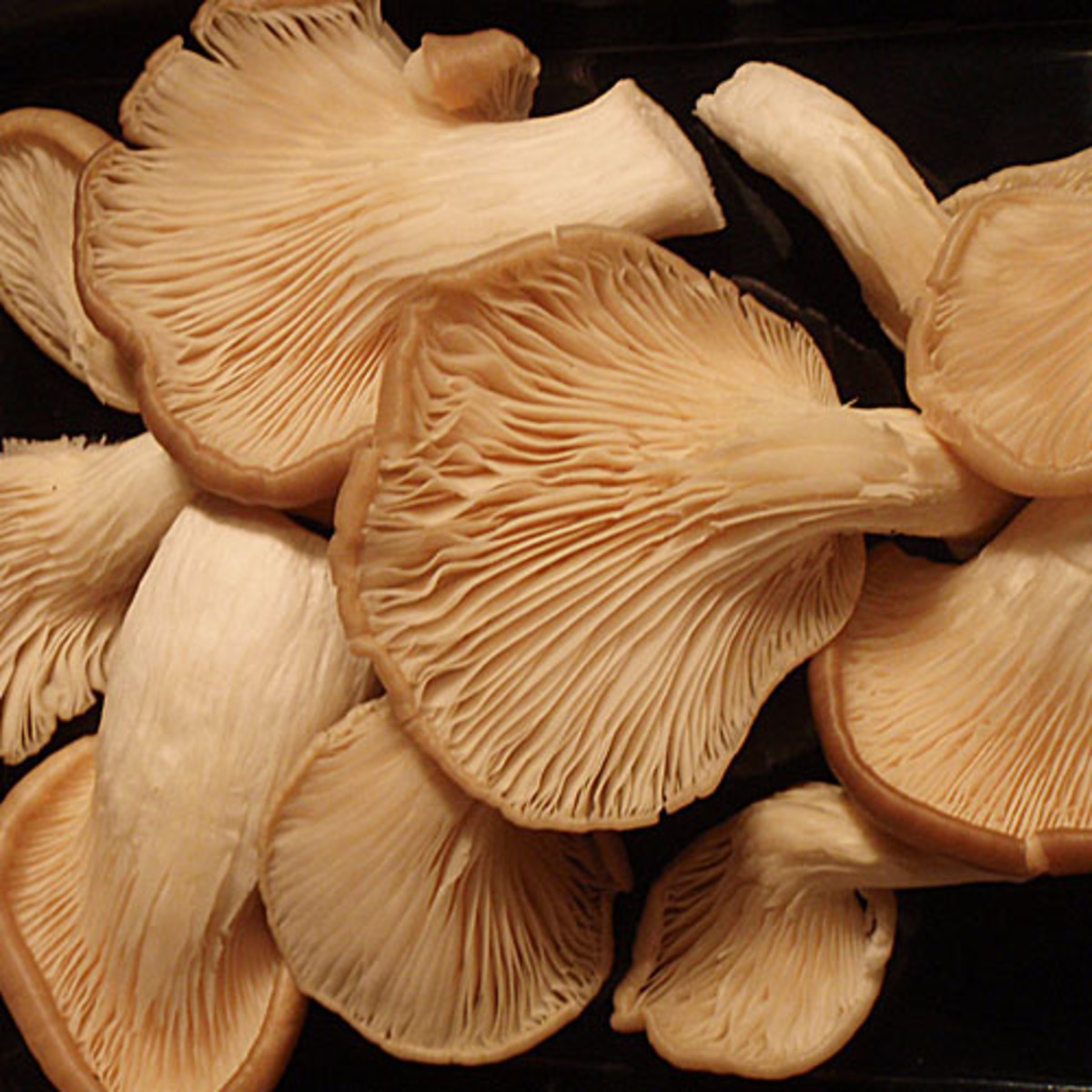 What Are the Different Types of Edible Mushrooms and How Do You Use