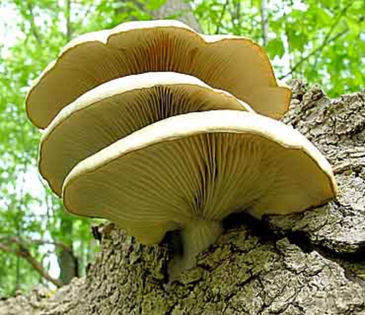 What Are the Different Types of Edible Mushrooms and How Do You Use