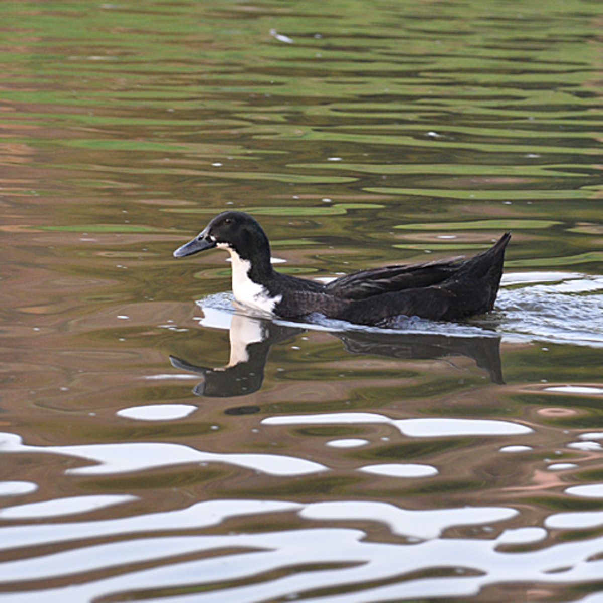 Duck pictures Information and Photos of Blue Swedish Ducks hubpages