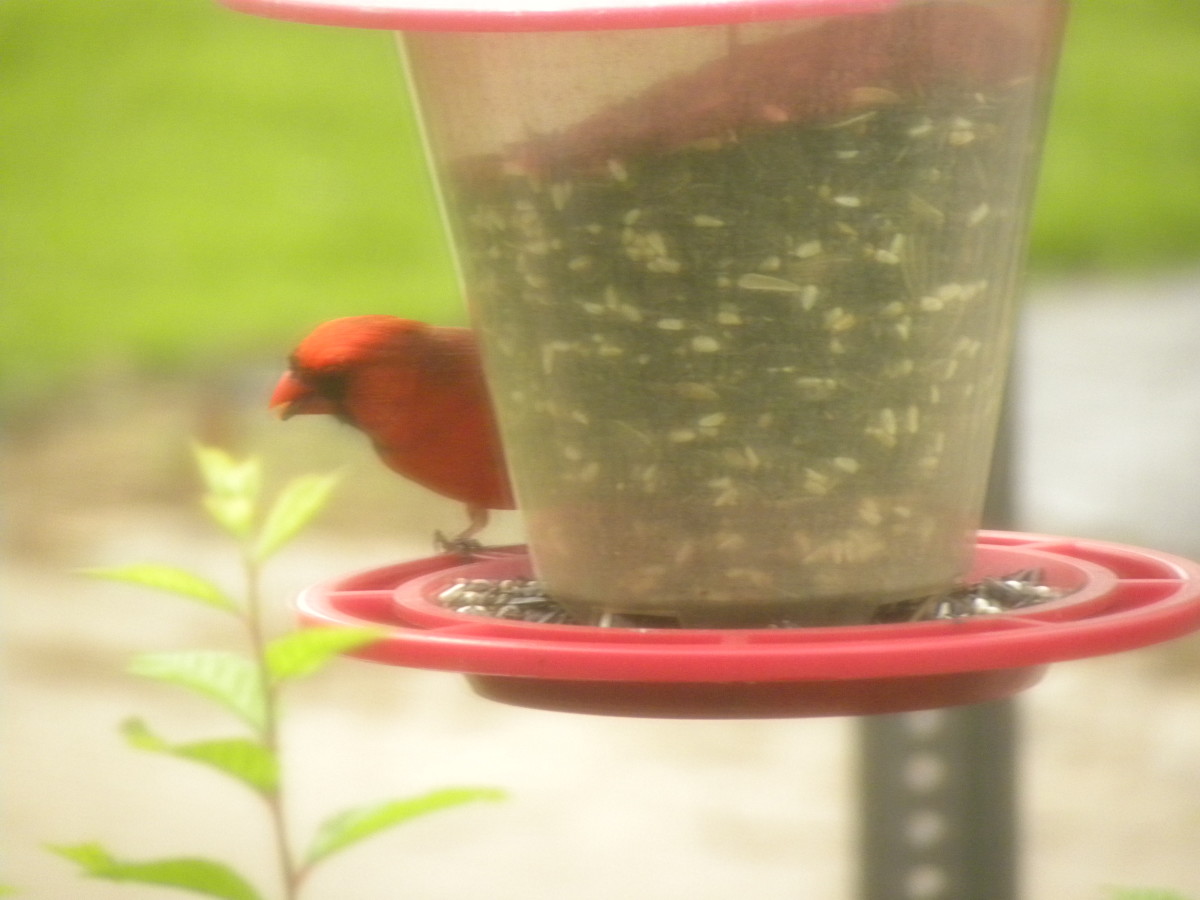 Creating a Backyard Bird Habitat is Easy HubPages