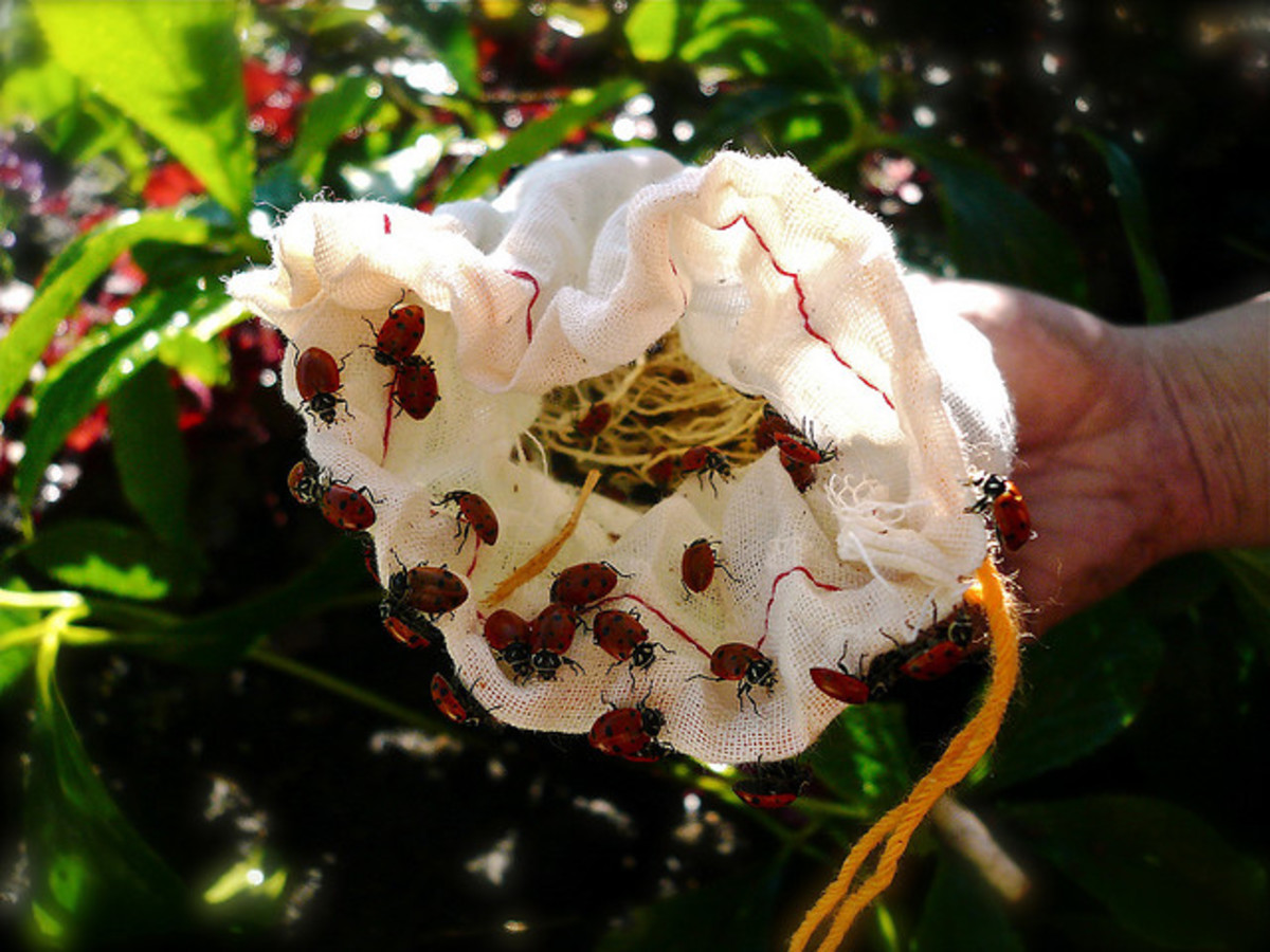 Ladybugs (or Soap and Water) Are the Perfect Solution to Rid Your