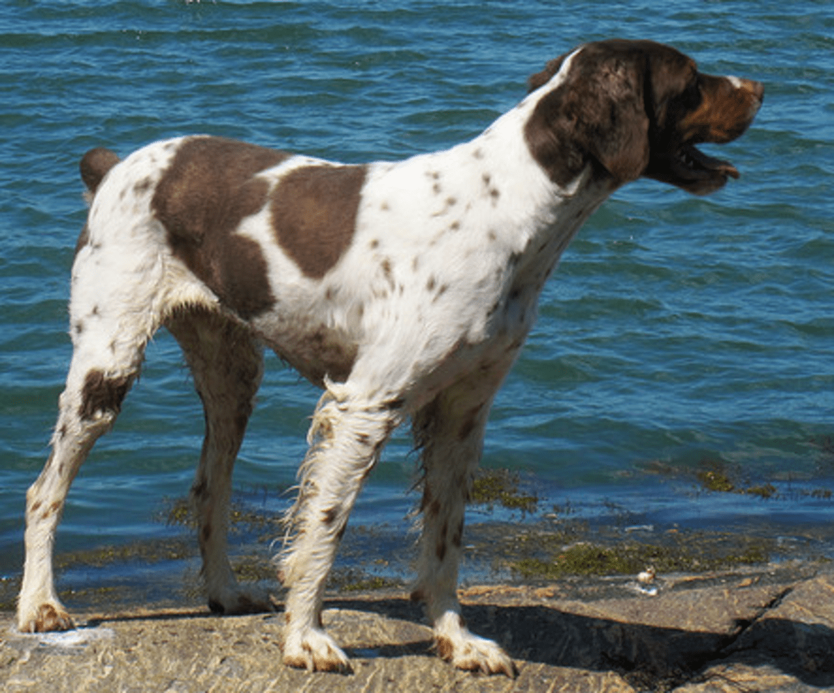All About the Brittany Spaniel Dog Breed PetHelpful