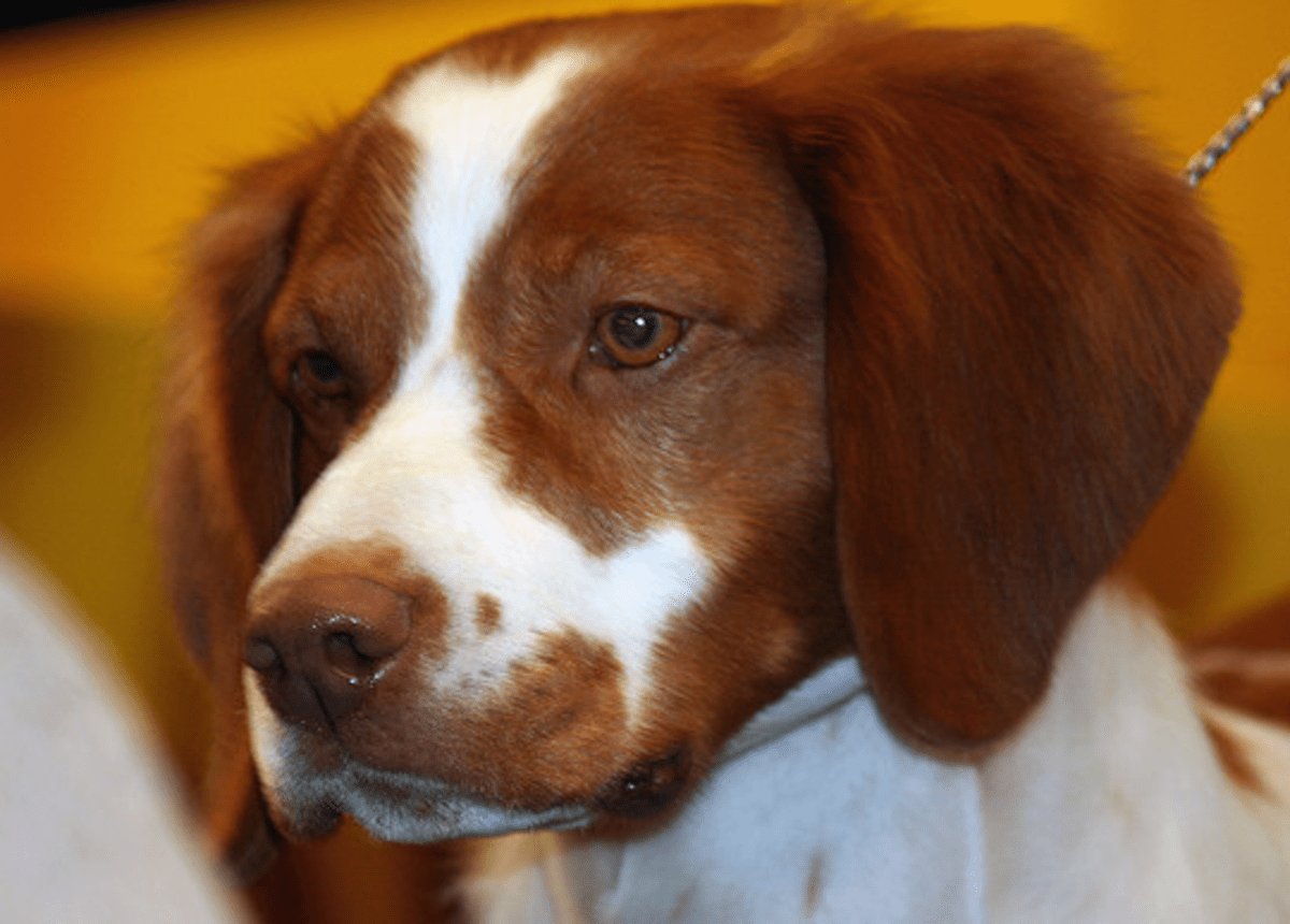 All About the Brittany Spaniel Dog Breed PetHelpful