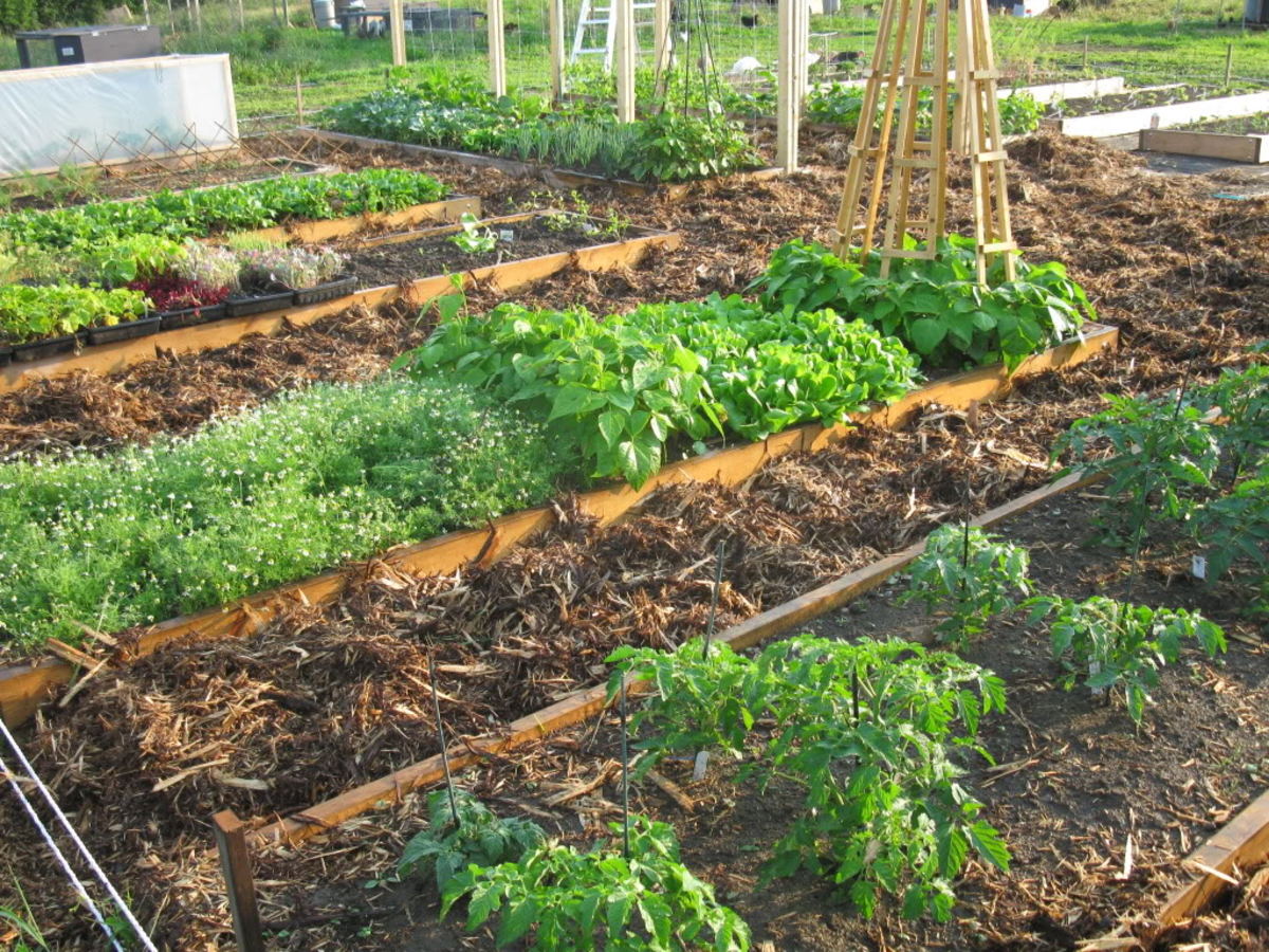 Building & Planting a Raised Bed Garden for Growing Vegetables. hubpages