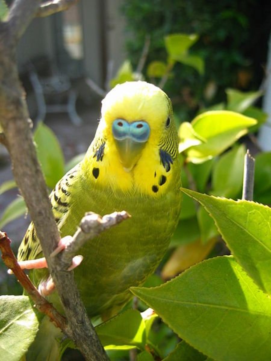 What Do Budgies Eat? PetHelpful