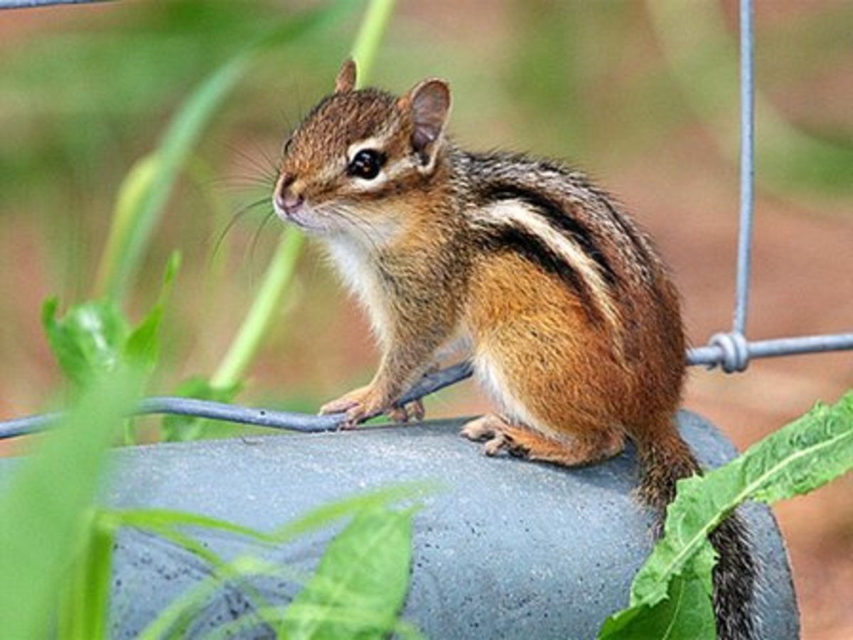 How to Get Rid of Chipmunks in your Yard - Made Easy | hubpages