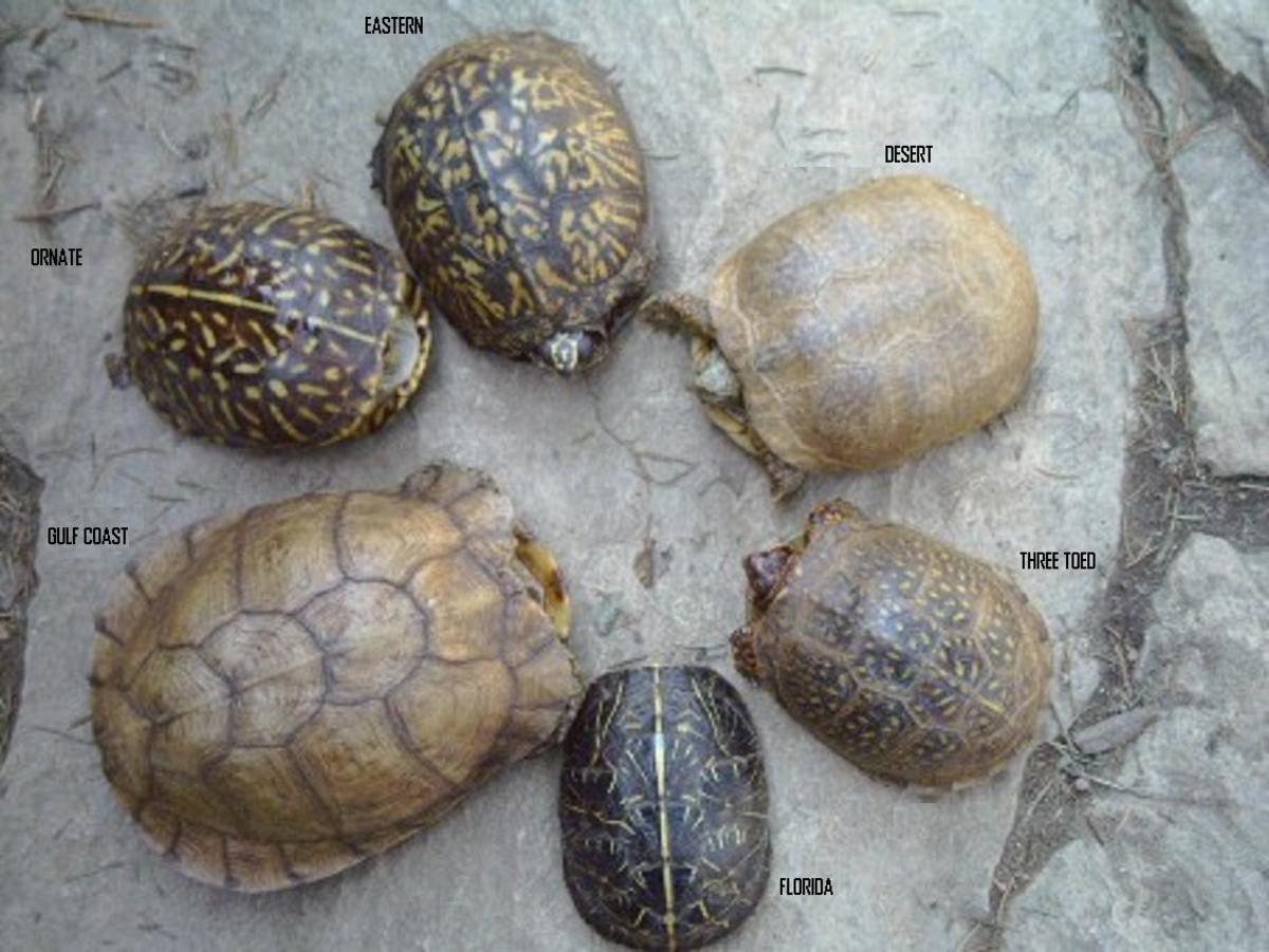 What You Should Know About Eastern Box Turtles HubPages