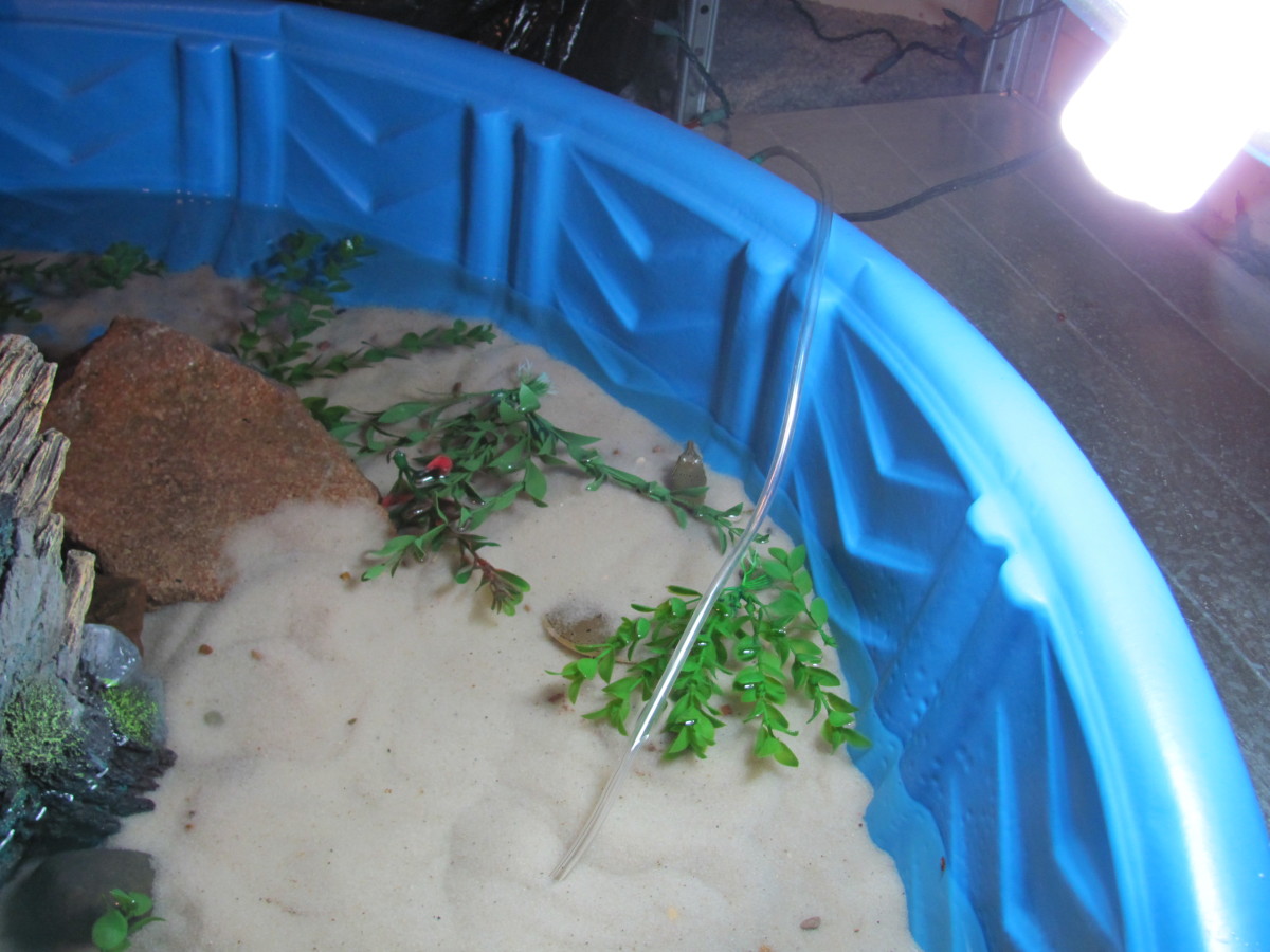 Indoor Turtle Pool Setup PetHelpful