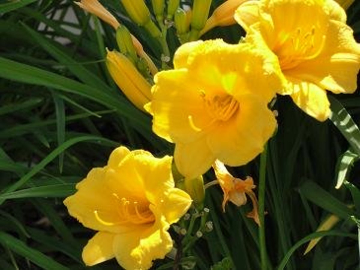 How to Keep Stella de Oro Daylilies Blooming All Season Dengarden