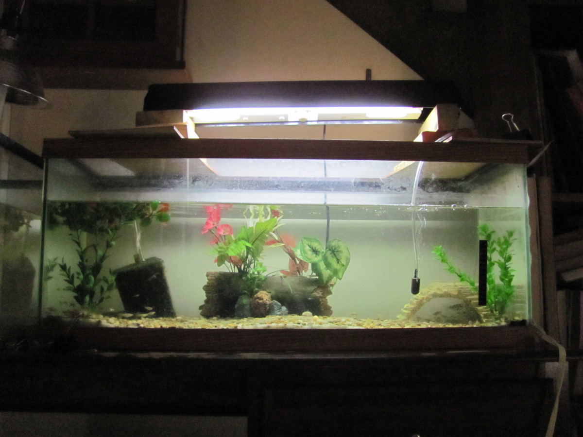 Why Are Glass Aquariums so Expensive? PetHelpful