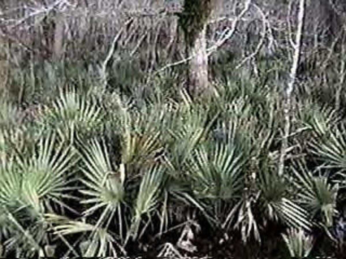 Oklahoma's Native Palm Trees WanderWisdom