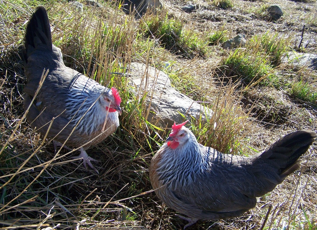 Silver Grey Dorkings A Beautiful, Calm Heritage Chicken Breed PetHelpful