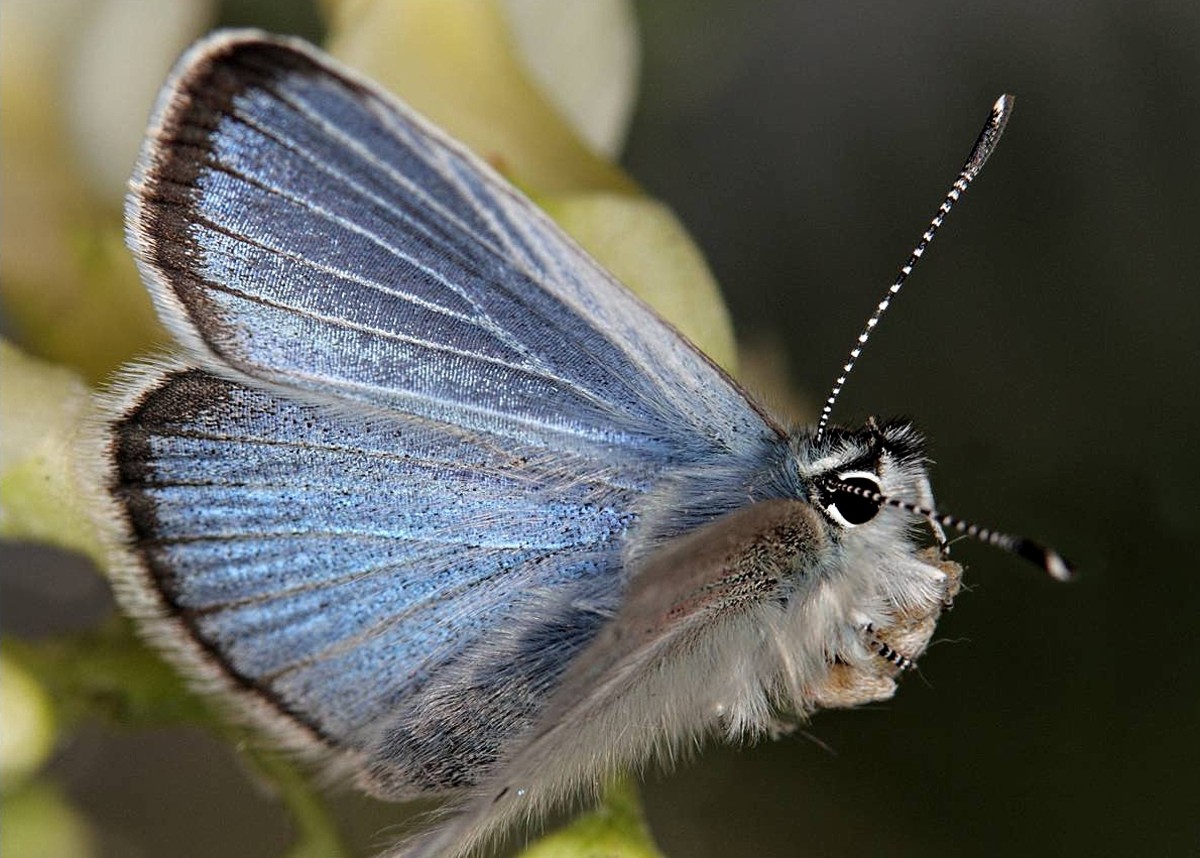 Rare Animals Top 10 Rarest Butterflies in the World HubPages