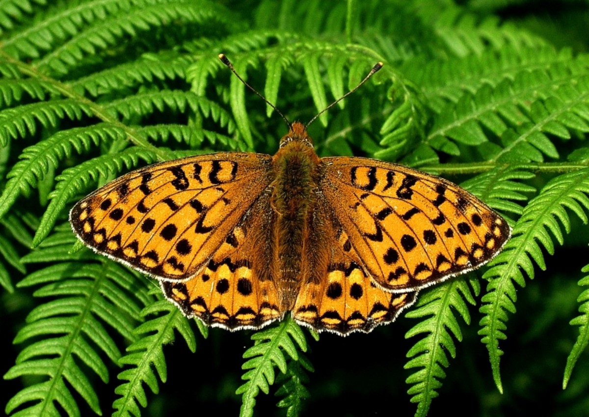 Rare Animals Top 10 Rarest Butterflies in the World HubPages