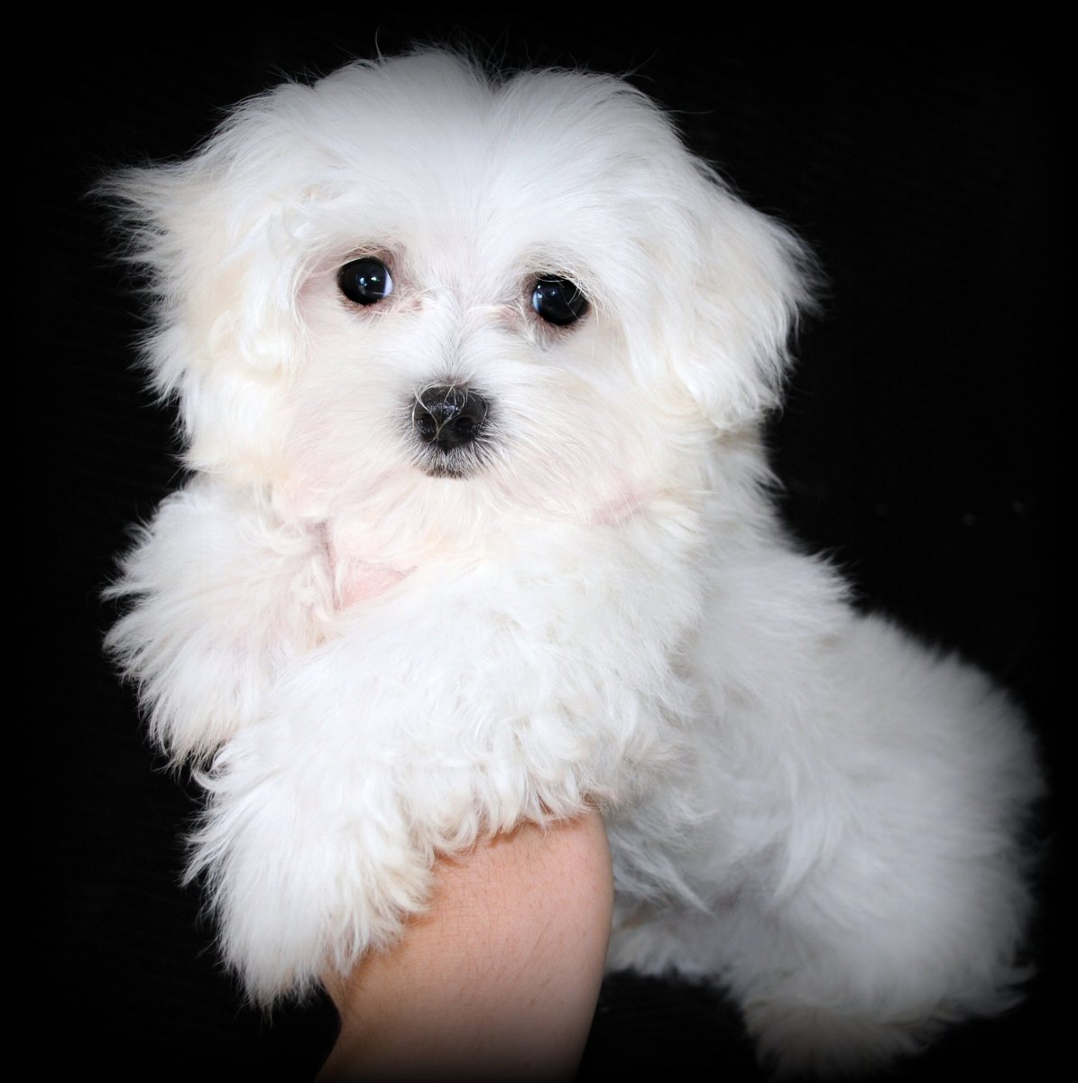 How to House Train a Puppy Fast PetHelpful