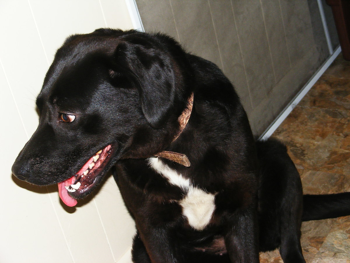 Canine Roundworms Causes, Signs, and Treatment PetHelpful