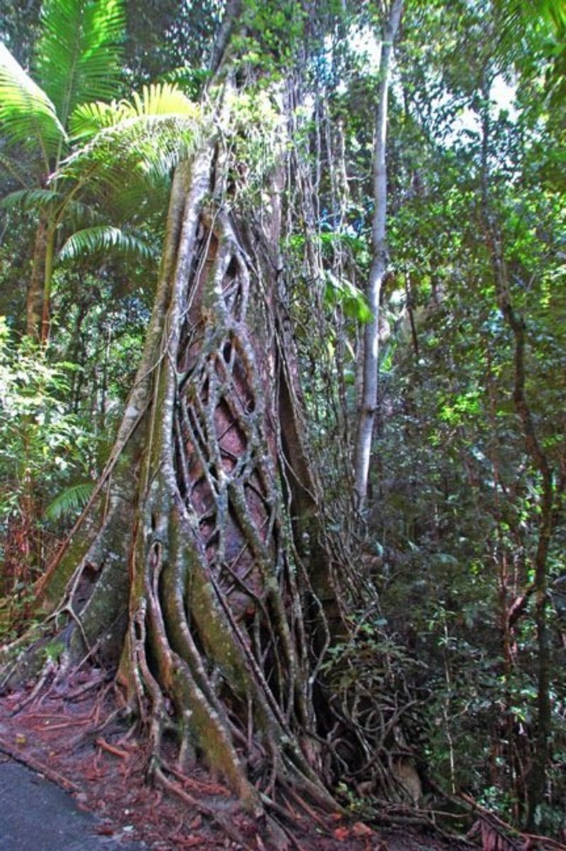 Top 20 Most Interesting Plants of the World Owlcation