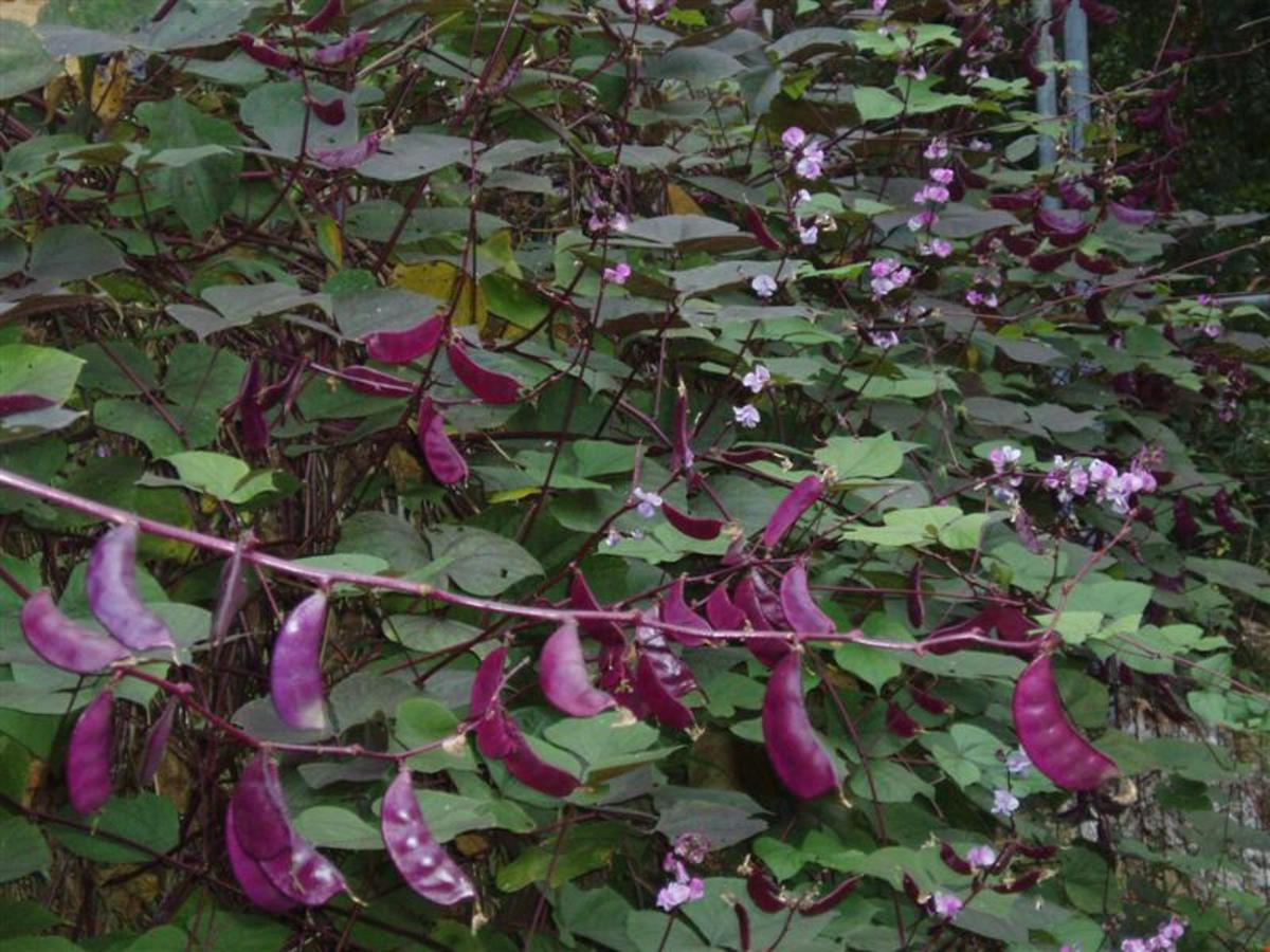 Lablab Growing Hyacinth Bean Dengarden