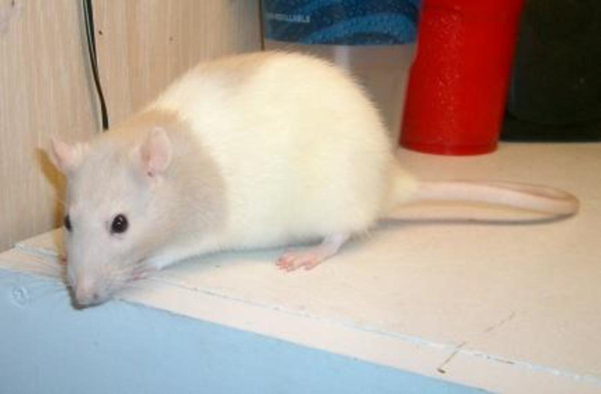 Rats In The House Keeping Fancy Rats HubPages