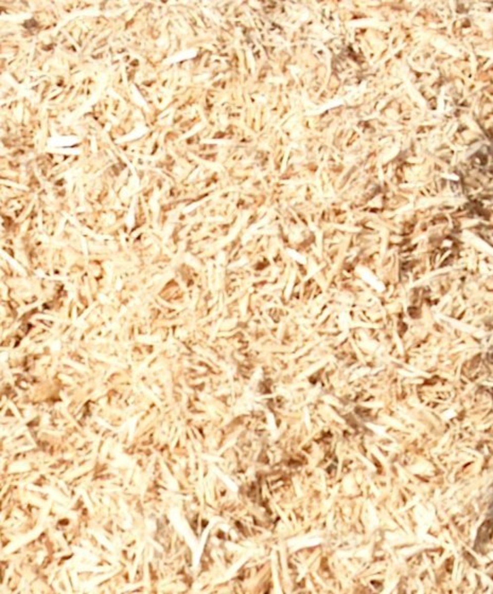 Rats In The House Keeping Fancy Rats HubPages