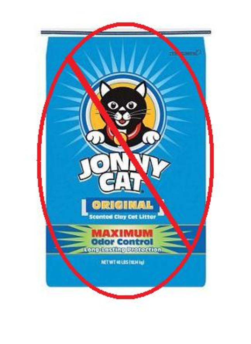 Rats In The House Keeping Fancy Rats HubPages