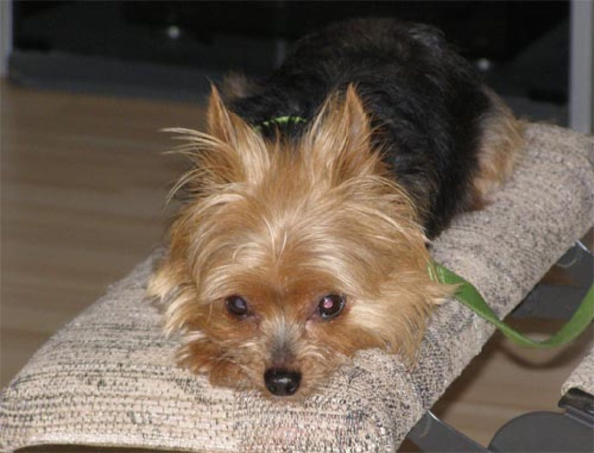 The Best Pets to Own in an Apartment HubPages