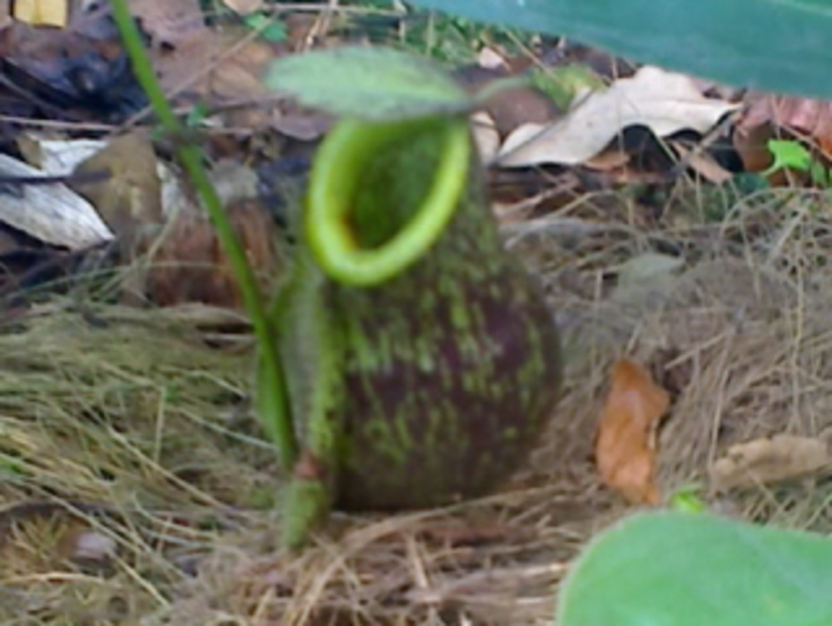 Cephalotus Follicularis (Albany Pitcher Plant), a Rare Carnivorous