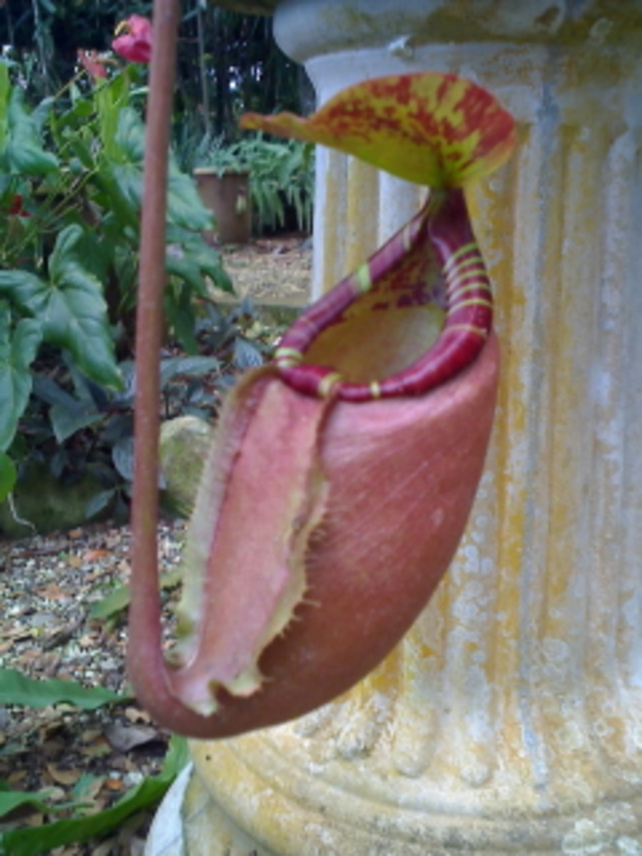 Cephalotus Follicularis (Albany Pitcher Plant), a Rare Carnivorous