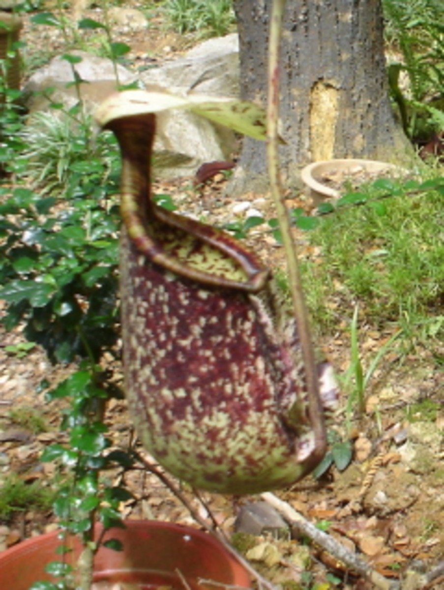Cephalotus Follicularis (Albany Pitcher Plant), a Rare Carnivorous