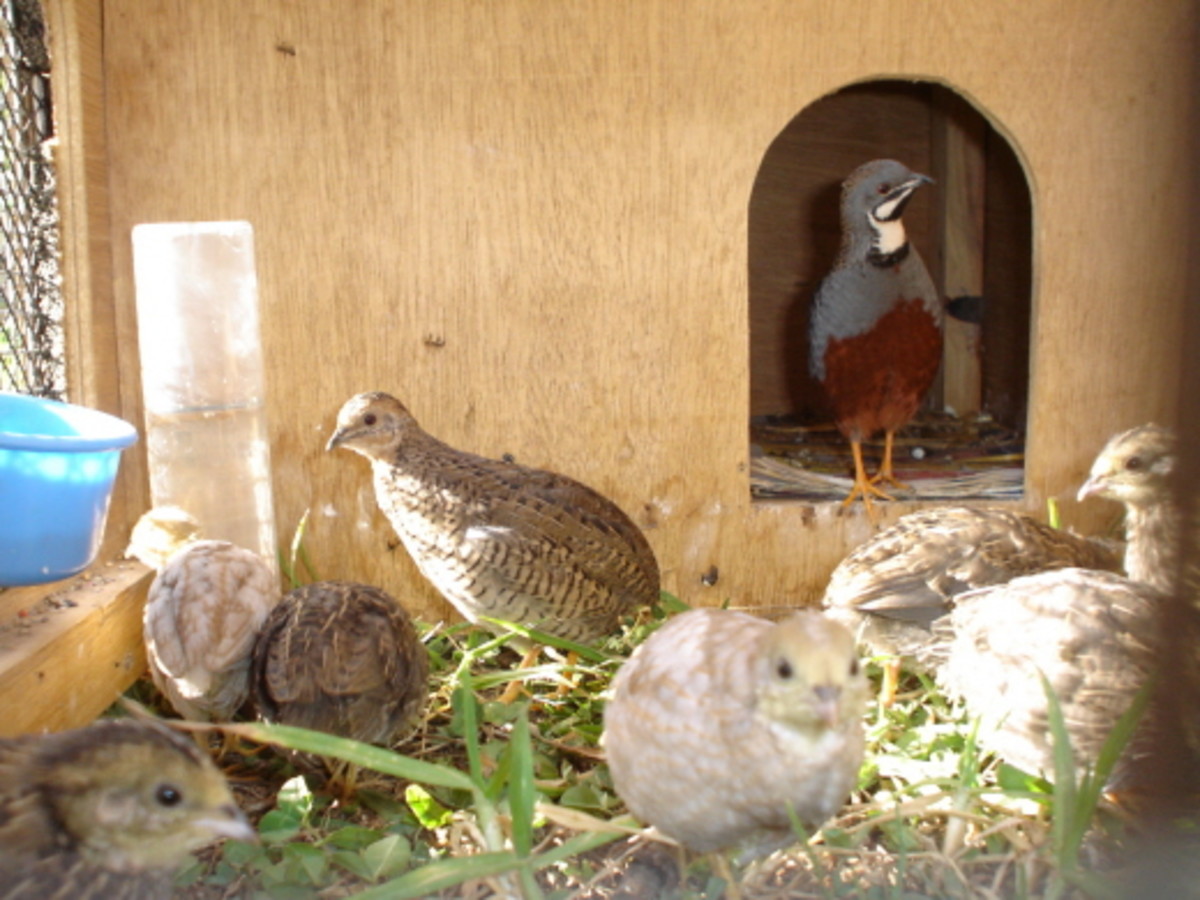 Chinese Quails How To Raise King Quail Babies HubPages