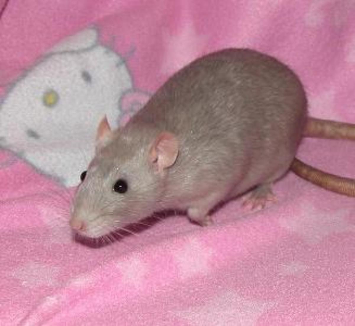 Fancy Rat Varieties Fur Color, Eye Color, Coat Type, and Markings