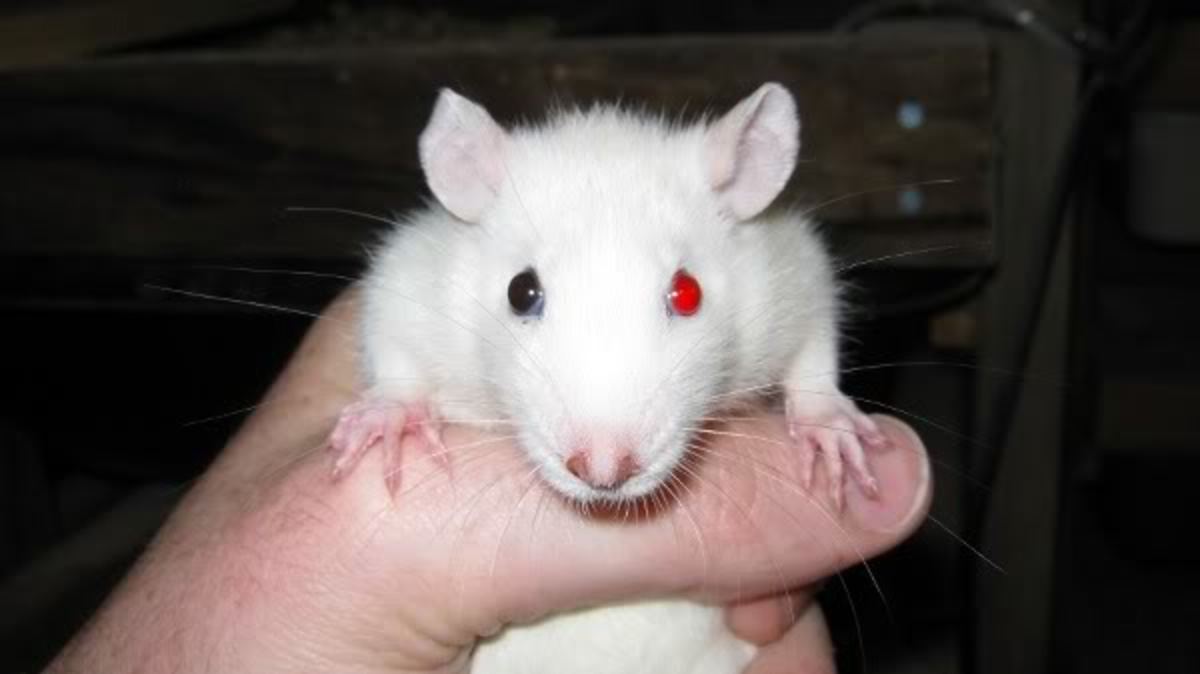 Now That's a Rat of a Different Color Fancy Rat Varieties PetHelpful