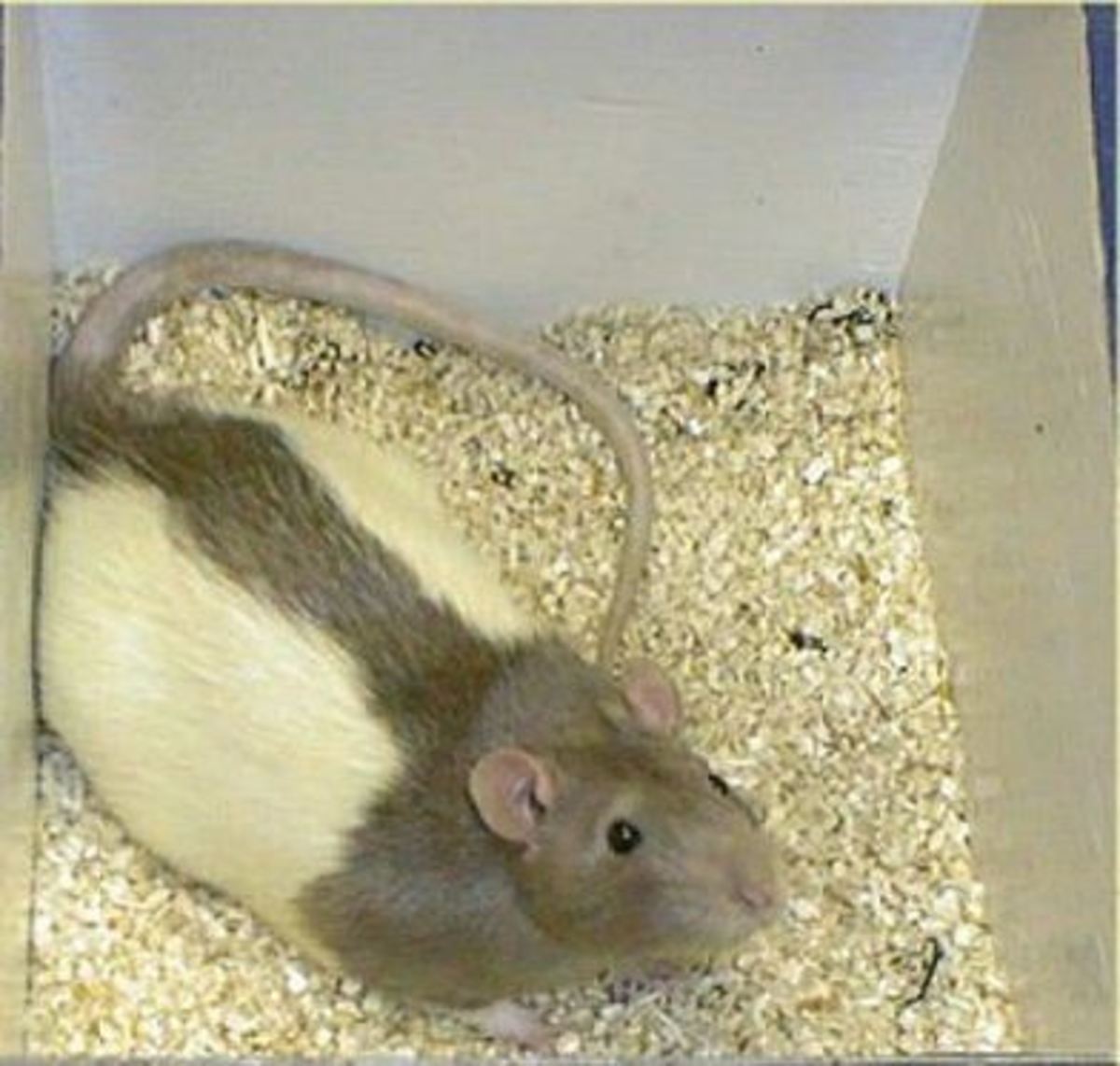 Fancy Rat Varieties Fur Color, Eye Color, Coat Type, and Markings
