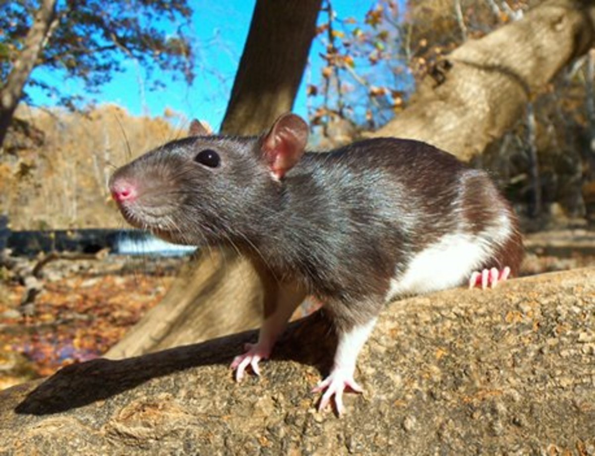 Now That's a Rat of a Different Color Fancy Rat Varieties PetHelpful