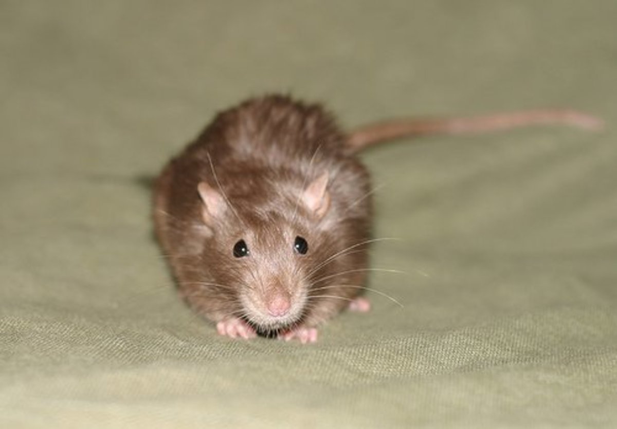 Fancy Rat Varieties Fur Color, Eye Color, Coat Type, and Markings