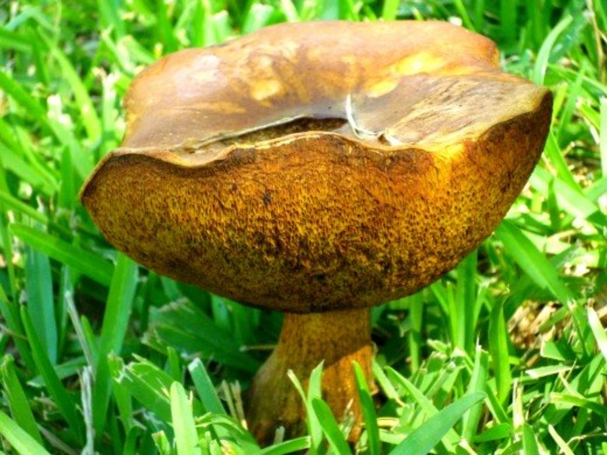 Pictures of Wild Mushrooms and Fungus Owlcation