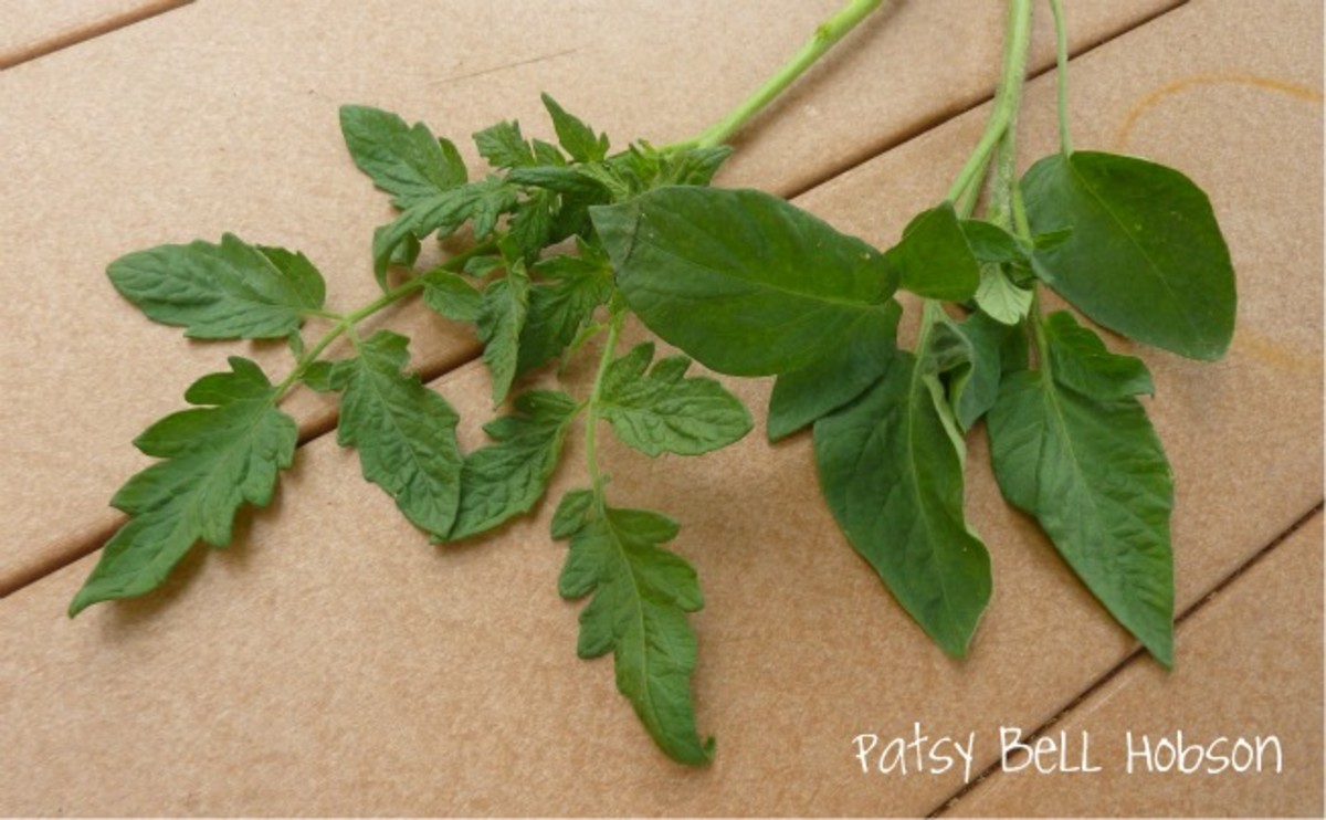 Potato Leaf or Regular Leaf Tomato Varieties Plants, which is Best