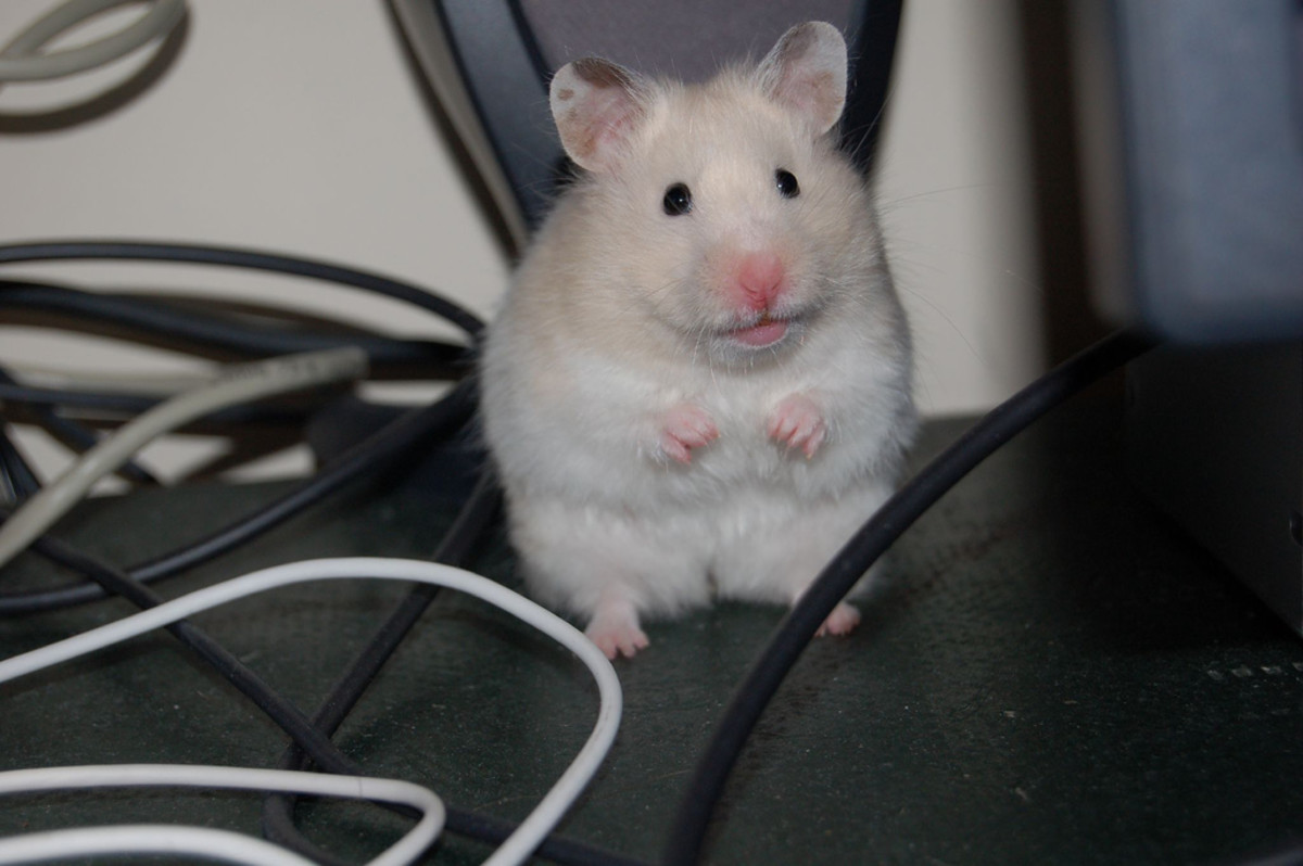Which Hamster Should I Get? PetHelpful