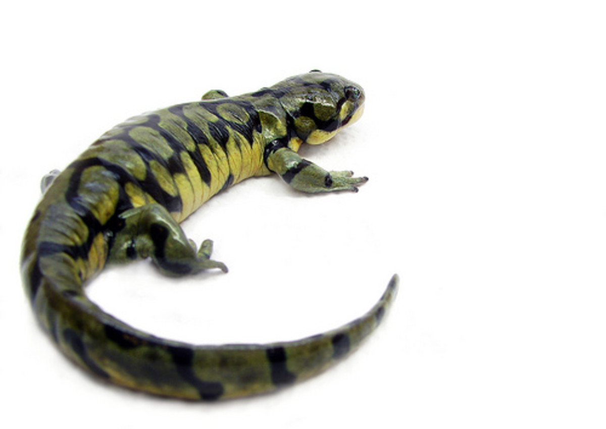 Amphibians of Montana From Water Dogs to Tiger Salamanders PetHelpful