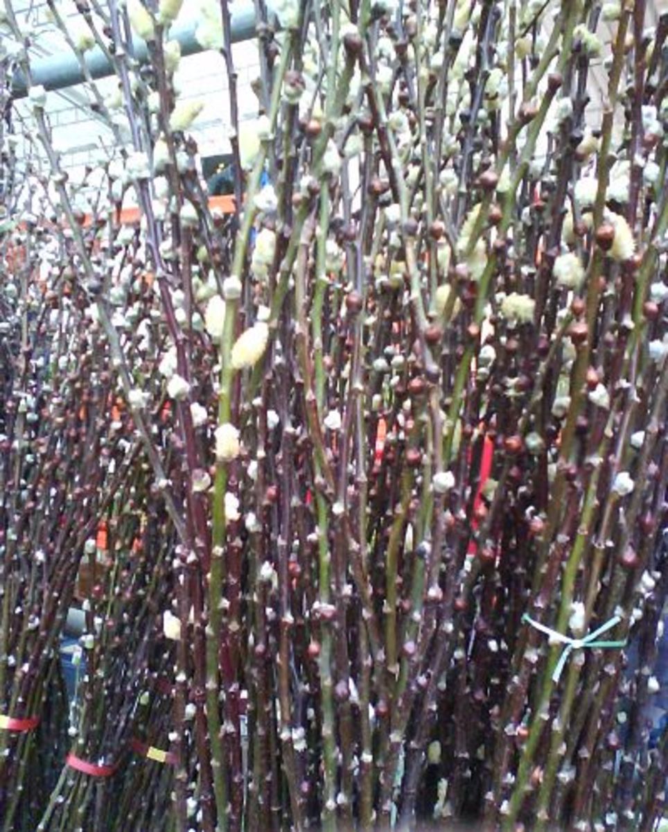 Lucky Fortune Plants for Chinese New Year HubPages