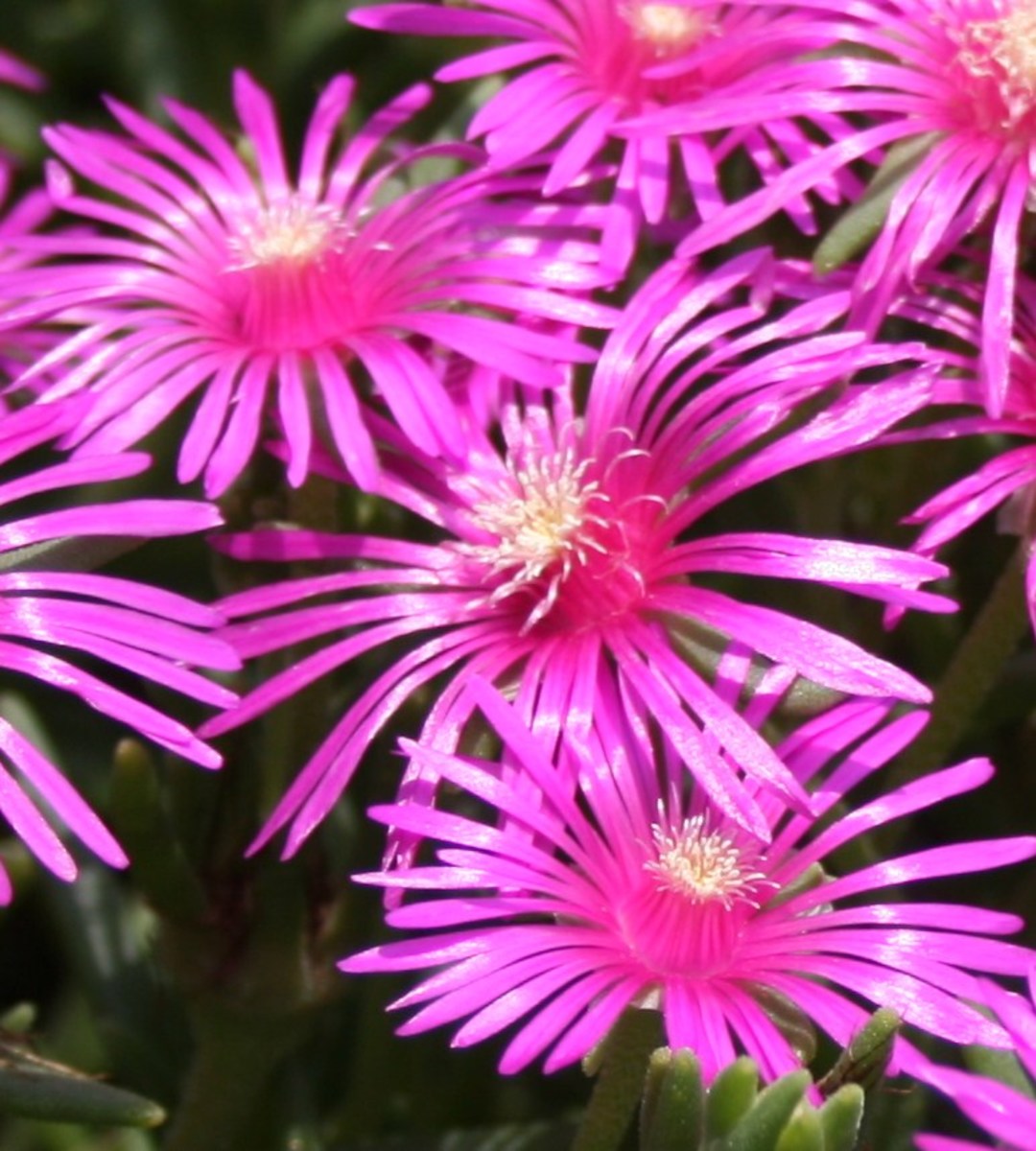Delosperma Ground Cover Is the Hardy Ice Plant Right for Your Garden