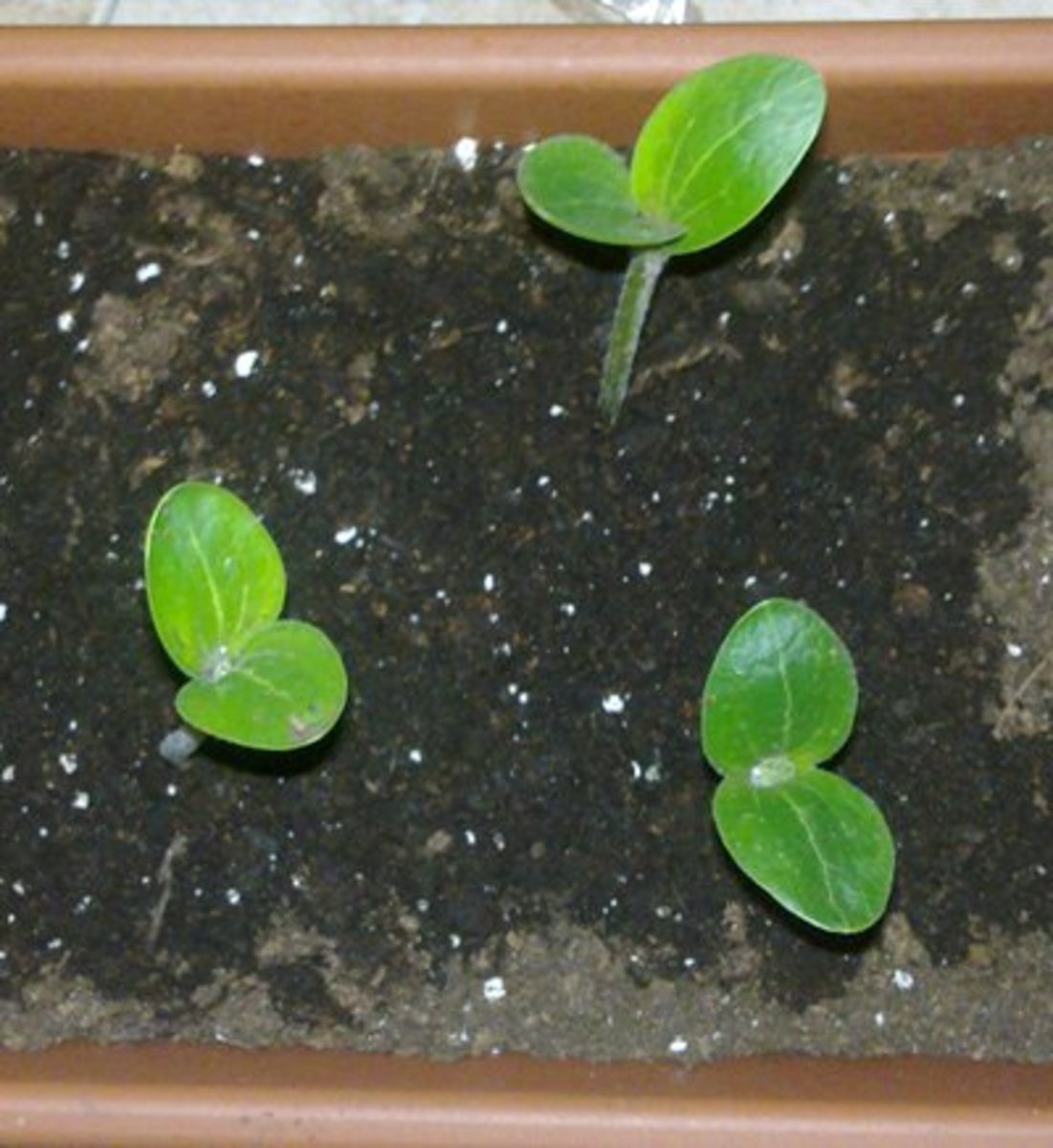 Organic Container Gardening Growing Zucchini (Courgettes) in Pots
